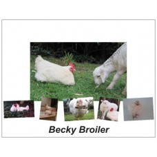 Becky Broiler Magnet #1